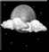 Tonight: Partly Cloudy then Patchy Fog